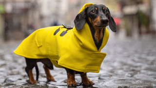 Dachshund in a yellow raincoat | can I go for a dog walk in the rain? 