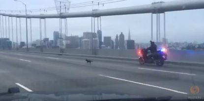 Punch the Chihuahua leads an officer on a chase against the Bay Bridge.