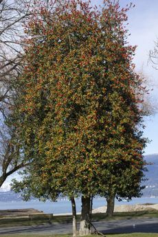American Holly Trees