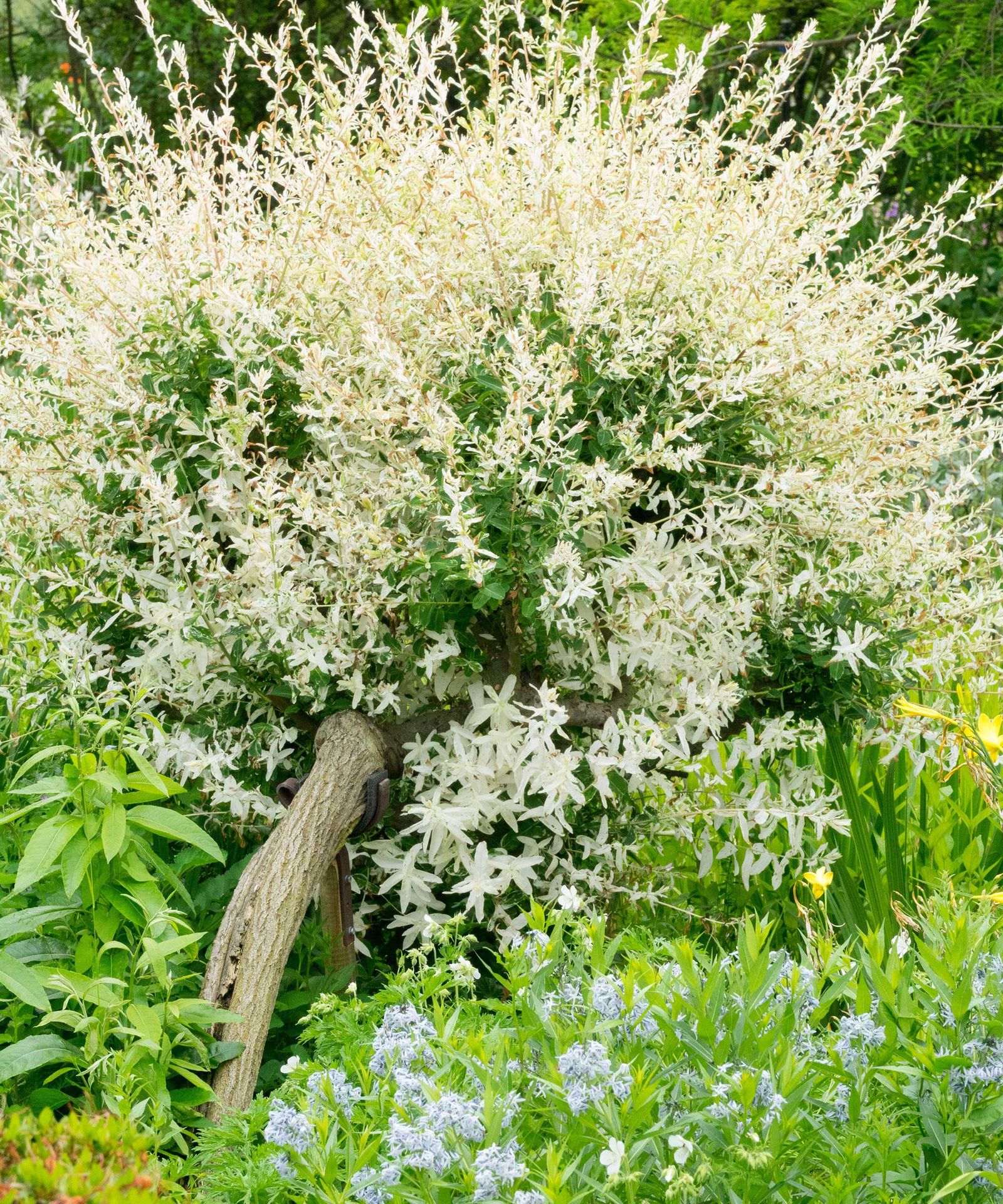 Best privacy trees for small backyards 10 compact choices Homes & Gardens