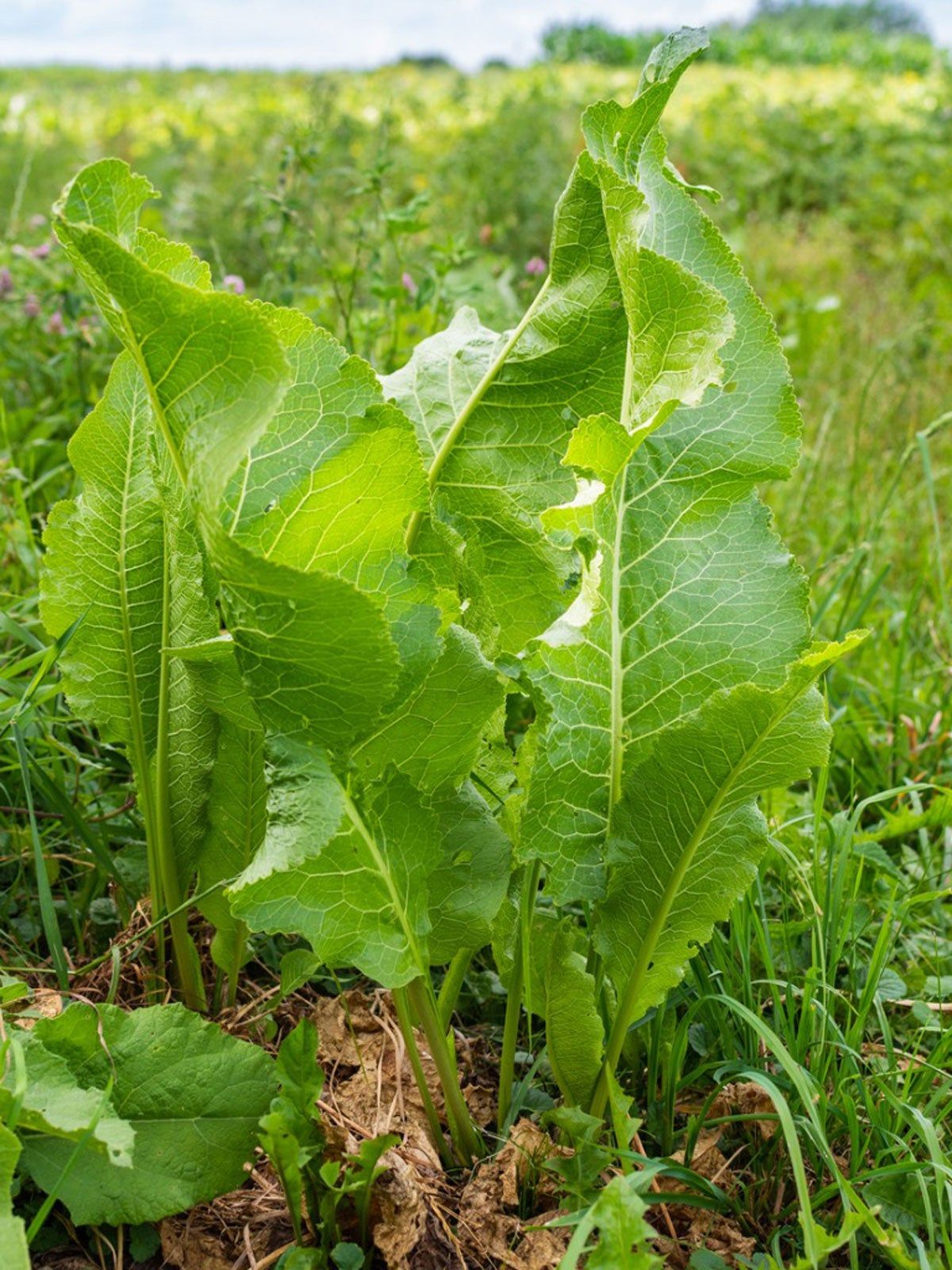 Tall Green Horseradish Plants In The Garden