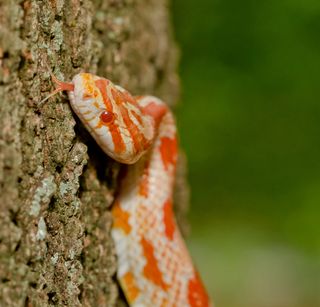 corn snakes, facts