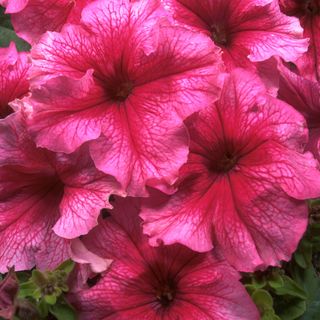 bedding plants with pink flower