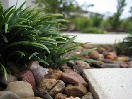 Monkey Grass Surrounded By Small Rocks