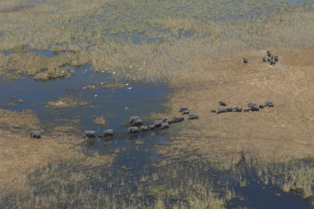 The first pan-African aerial survey will count elephants in 22 countries.