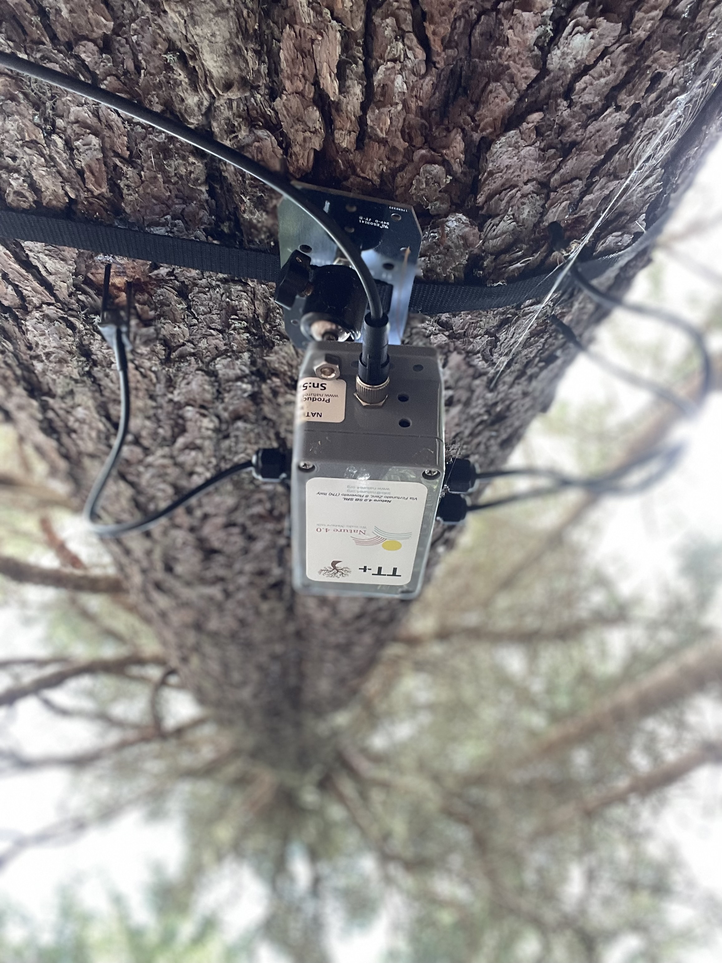 A spruce tree with recording unit attached. In the Dolomite mountains in Italy.
