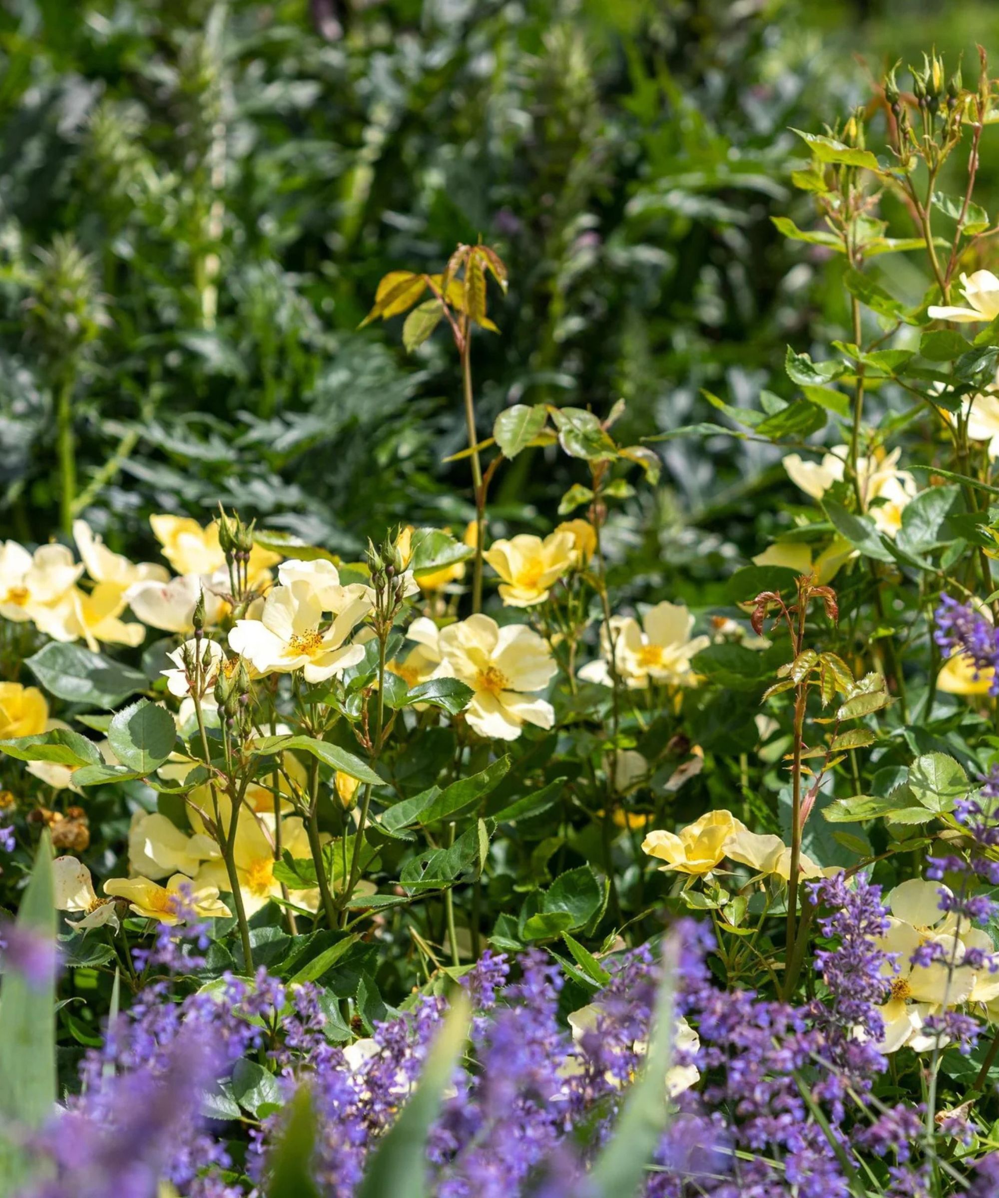 David Austin Tottering By Gently