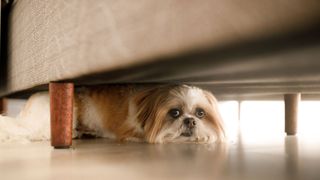 Dog under couch