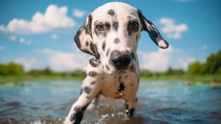 Dalmatian swims in a pond and looks at the camera