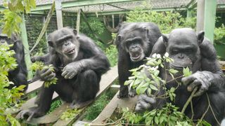 Four chimpanzees in an enclosure, eating leaves.