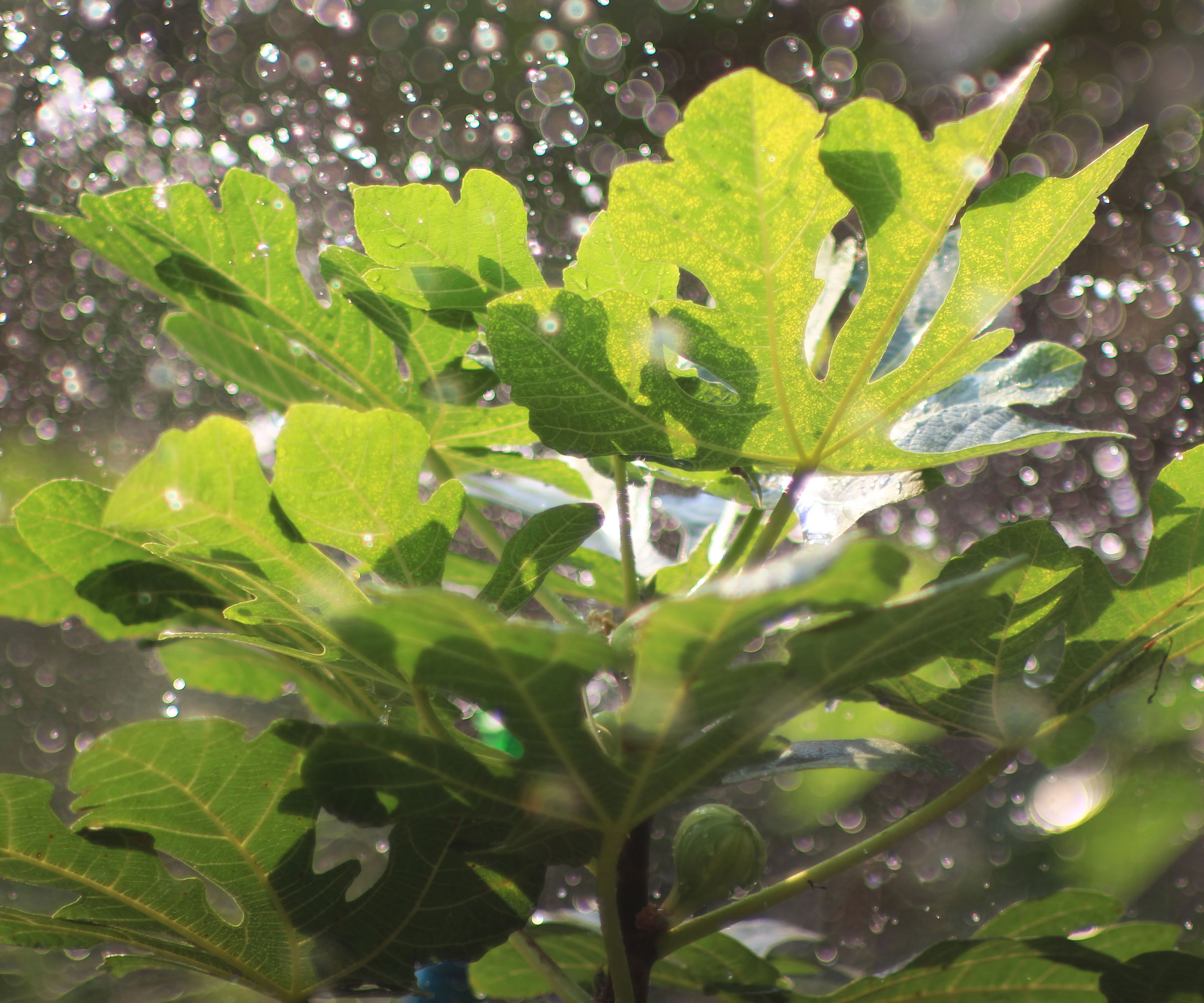 fig leaves being given a foliar spray