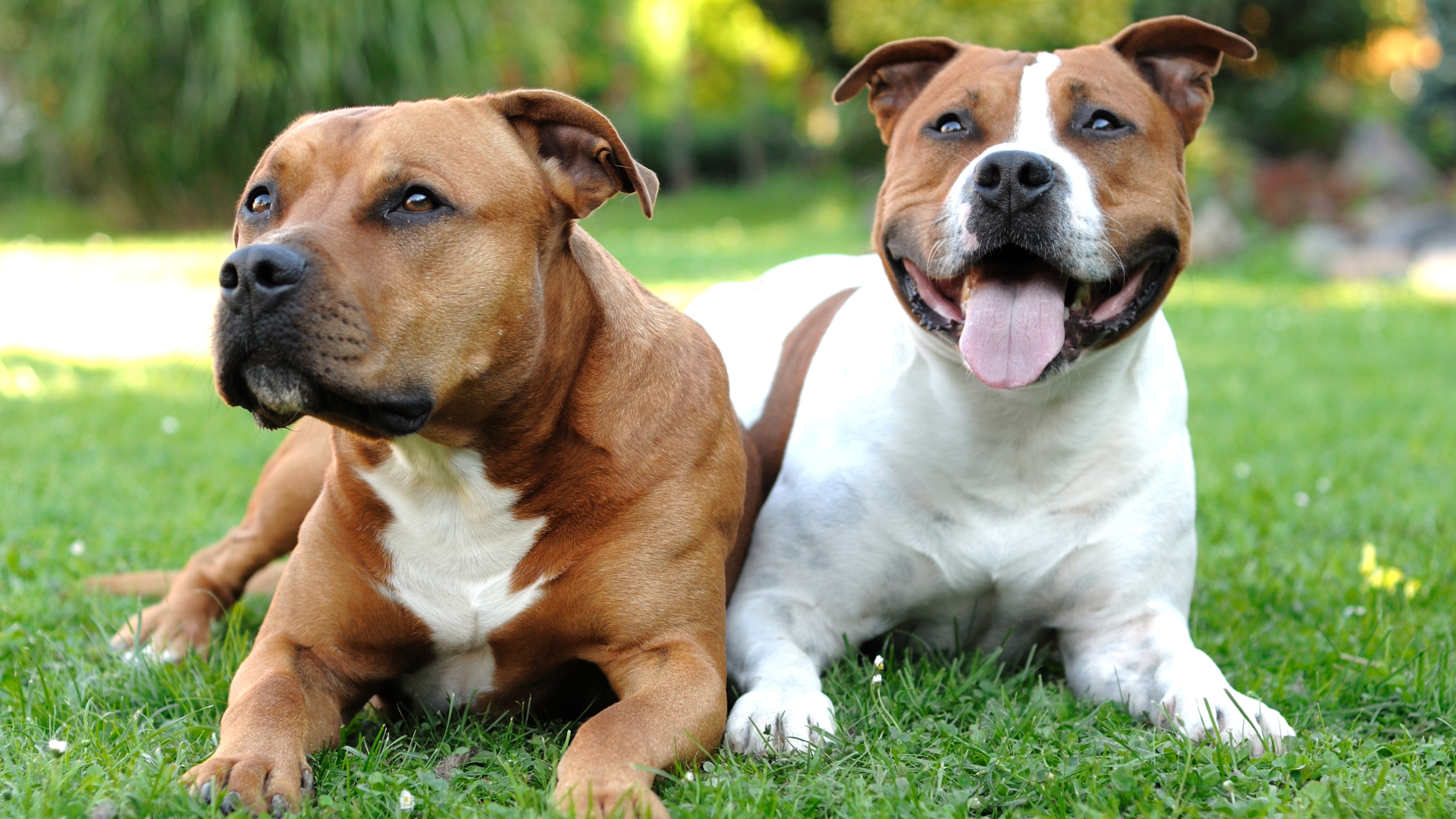 Two staffordshire bull terriers sitting together