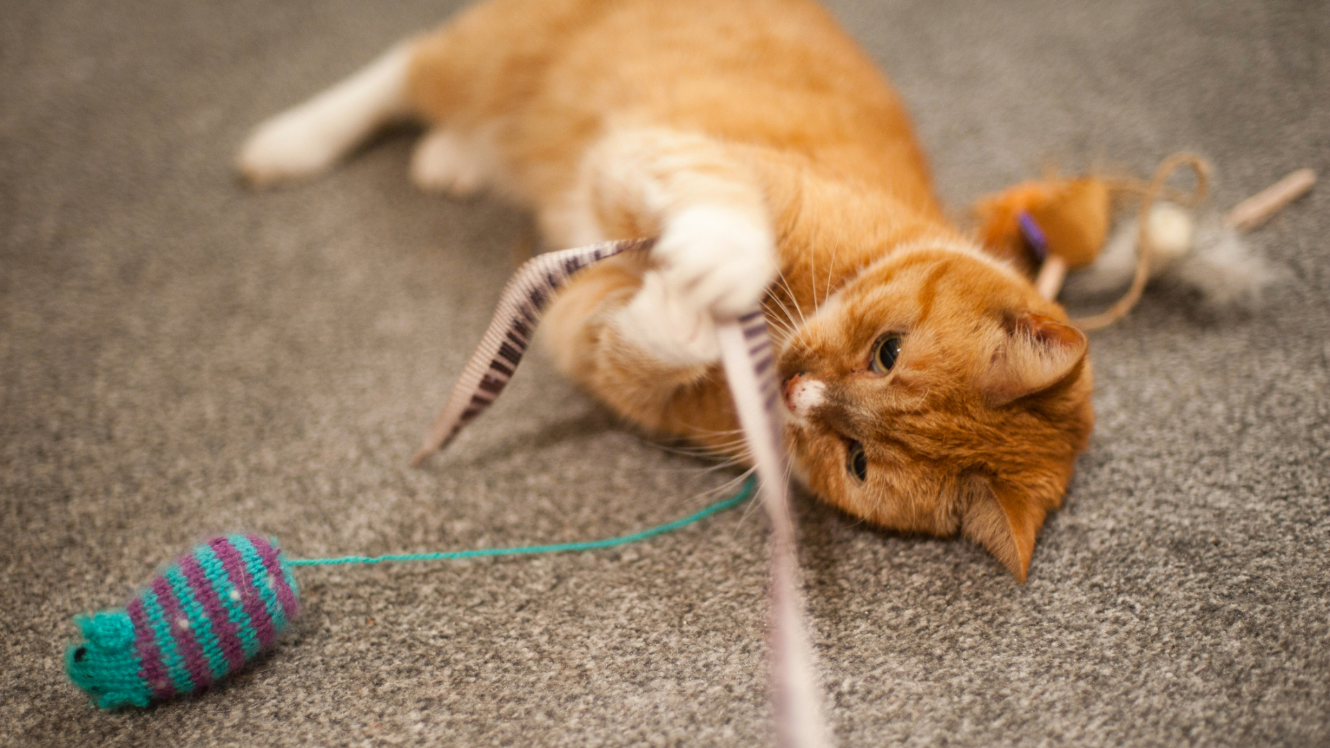 Ginger cat playing with a toy