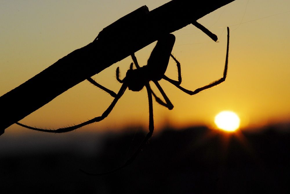 orb-weaver spider