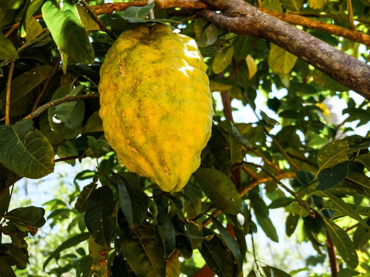 Large Yellow Ponderosa Lemon