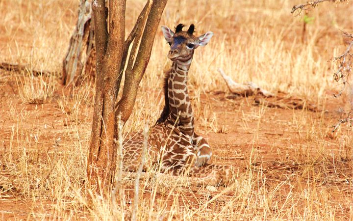 Mama Giraffes' Spot Patterns Are Passed Down to Their Babies | Live Science