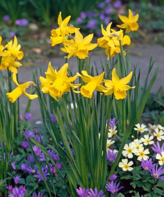 ‘February Gold’ daffodil flowers
