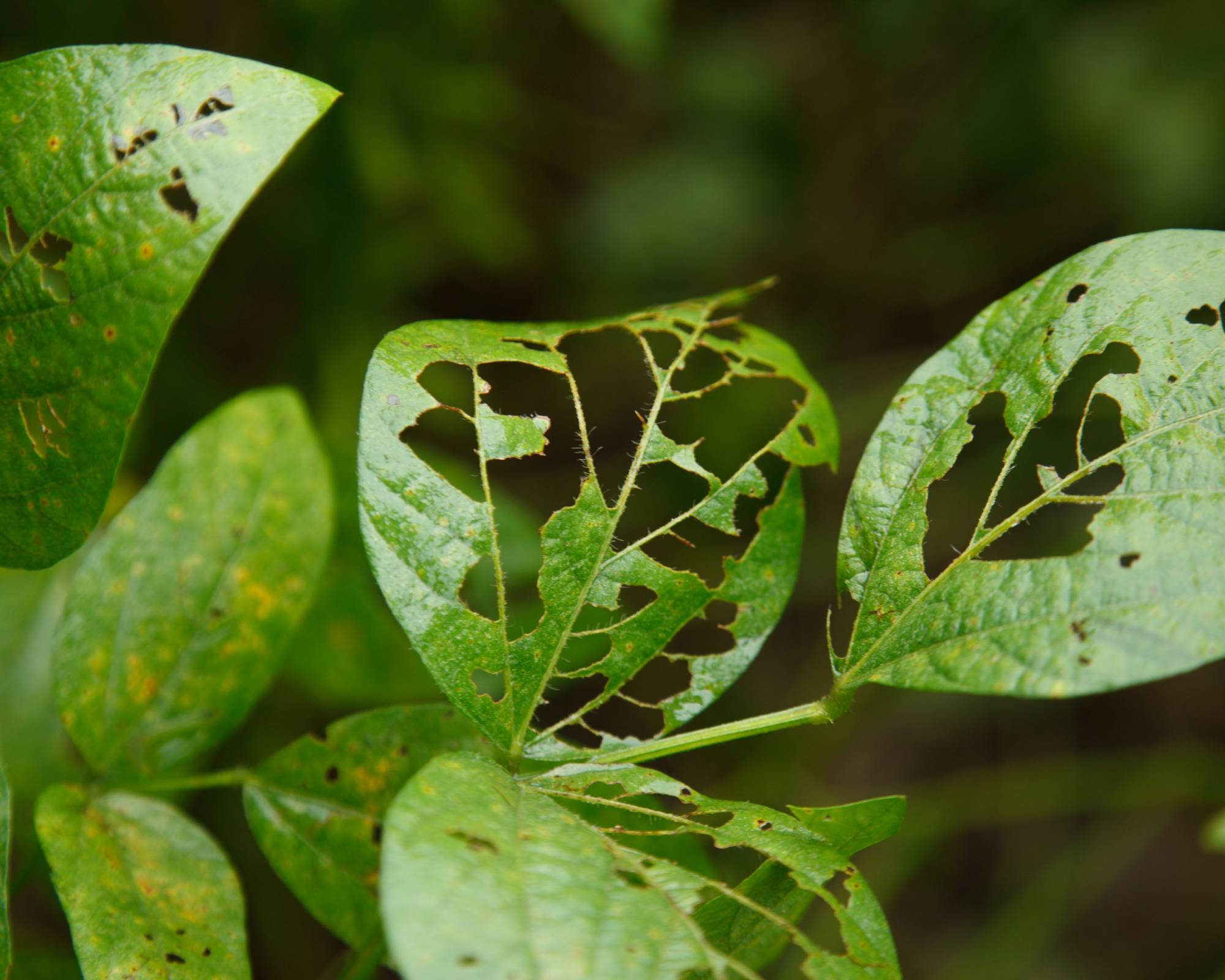 Caterpillar damage to soy bean leaves