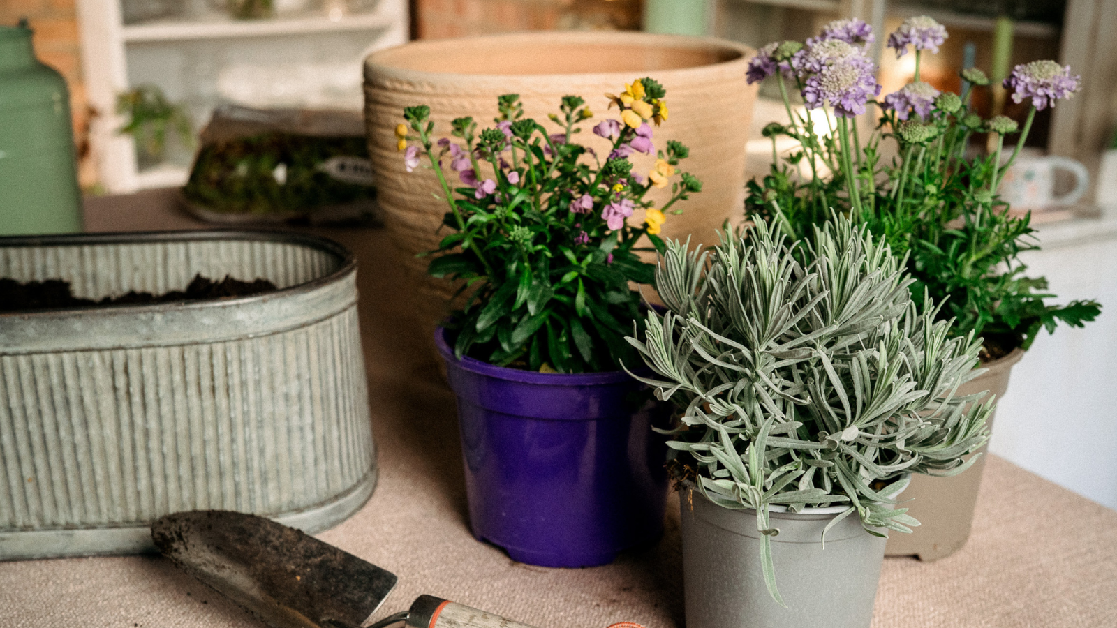 Table with zinc planter, terracotta pot, scabious, wallflower and lavender plants