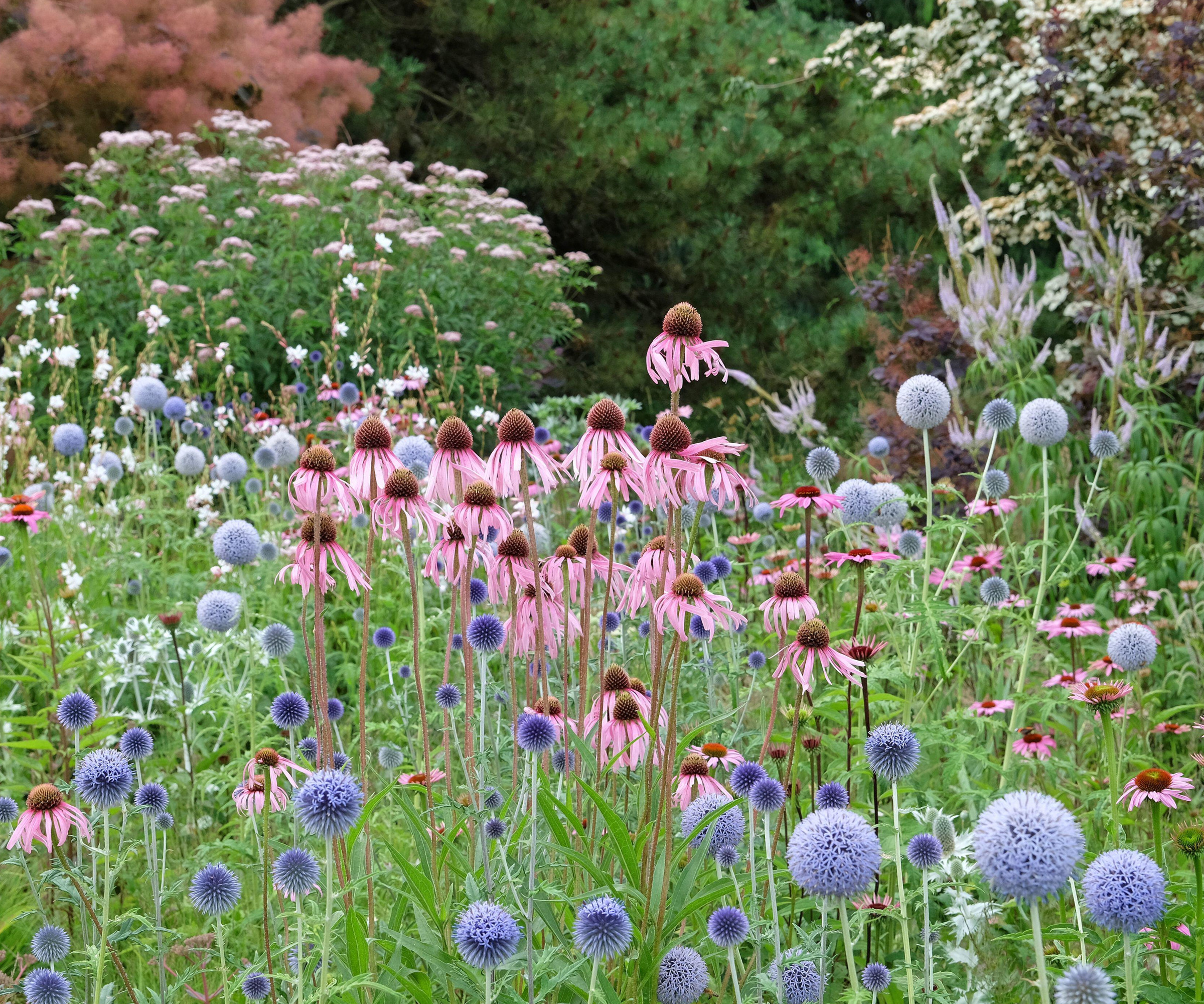 naturalistic garden planted with echinacea and other leafless stems