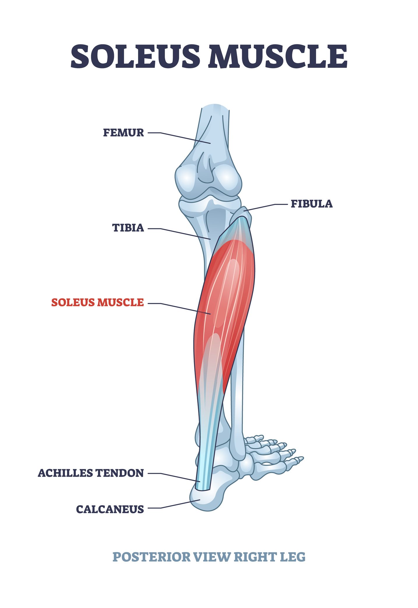 Soleus muscle with anatomical leg bones skeletal structure outline diagram. Labeled educational scheme with posterior view of right human leg vector illustration. Human foot detailed description.