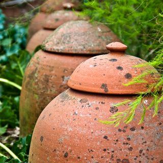 Terracotta cloches covering plants