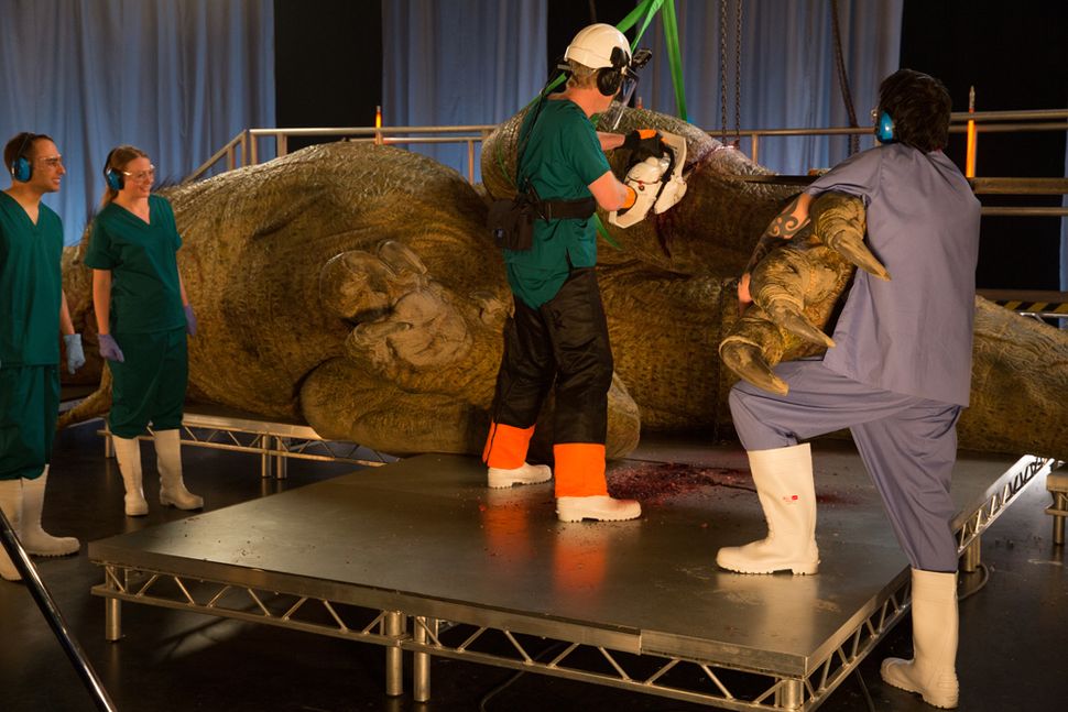 t rex autopsy