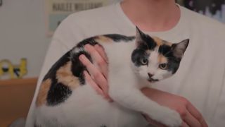 Woman Cat from Please Don't Destroy's "We Got Her A Cat" on Saturday Night Live