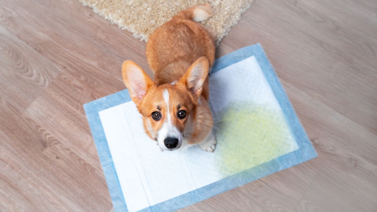 How to stop your dog peeing in the house PetsRadar