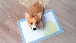 Corgi with guilty look on face sitting on soiled puppy pee pad