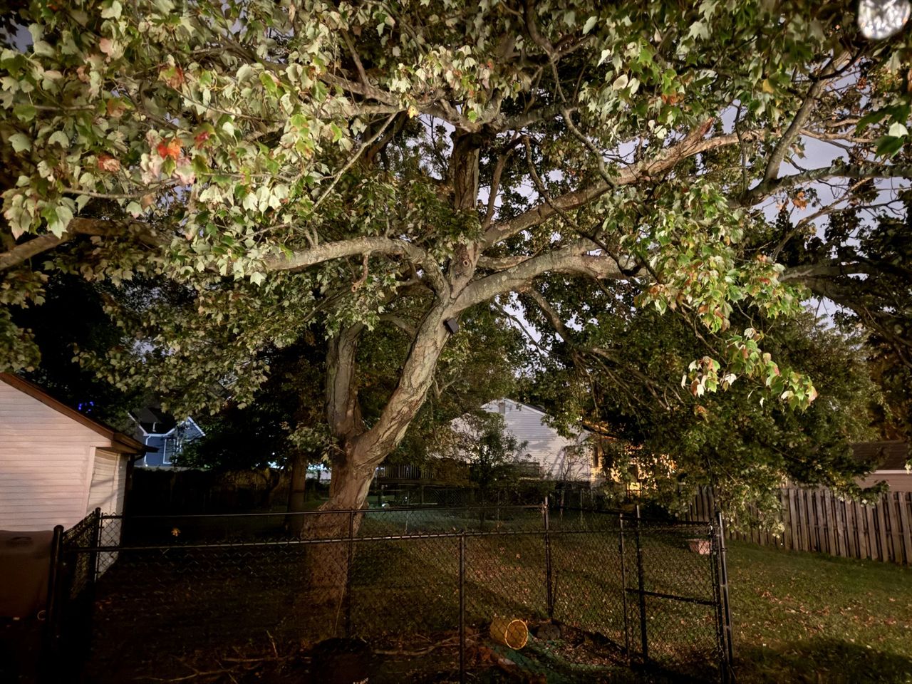 Apple iPhone 16 Pro Max Low Light Sample.