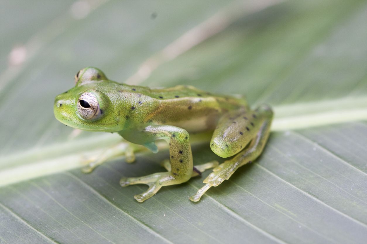 A glass frog.