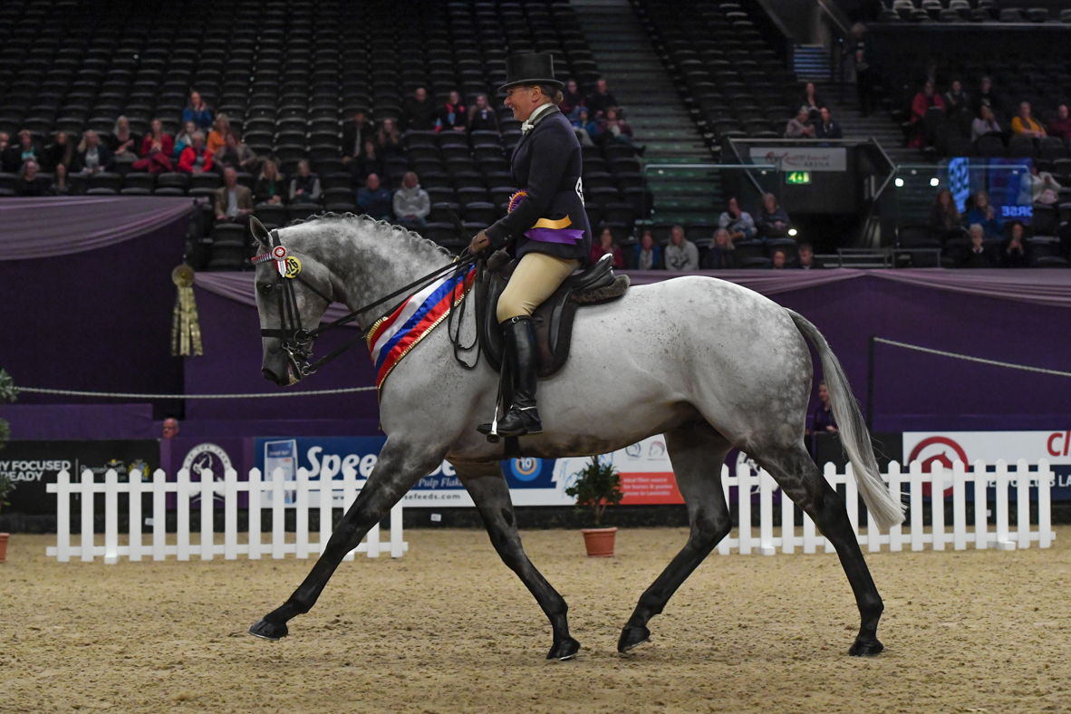 HorseNo526_HOYS_PN19_137985.jpg