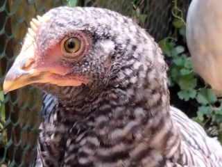 OnePlus Nord N200 5G camera samples