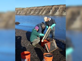 Using sifters, University of Alaska, Fairbanks researchers do a first pass on buckets of sediment in the field.