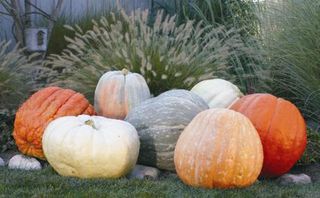 variety of colorful pumpkins
