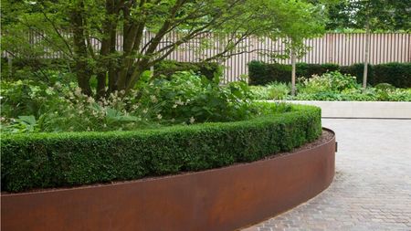 Boxwood in a formal garden