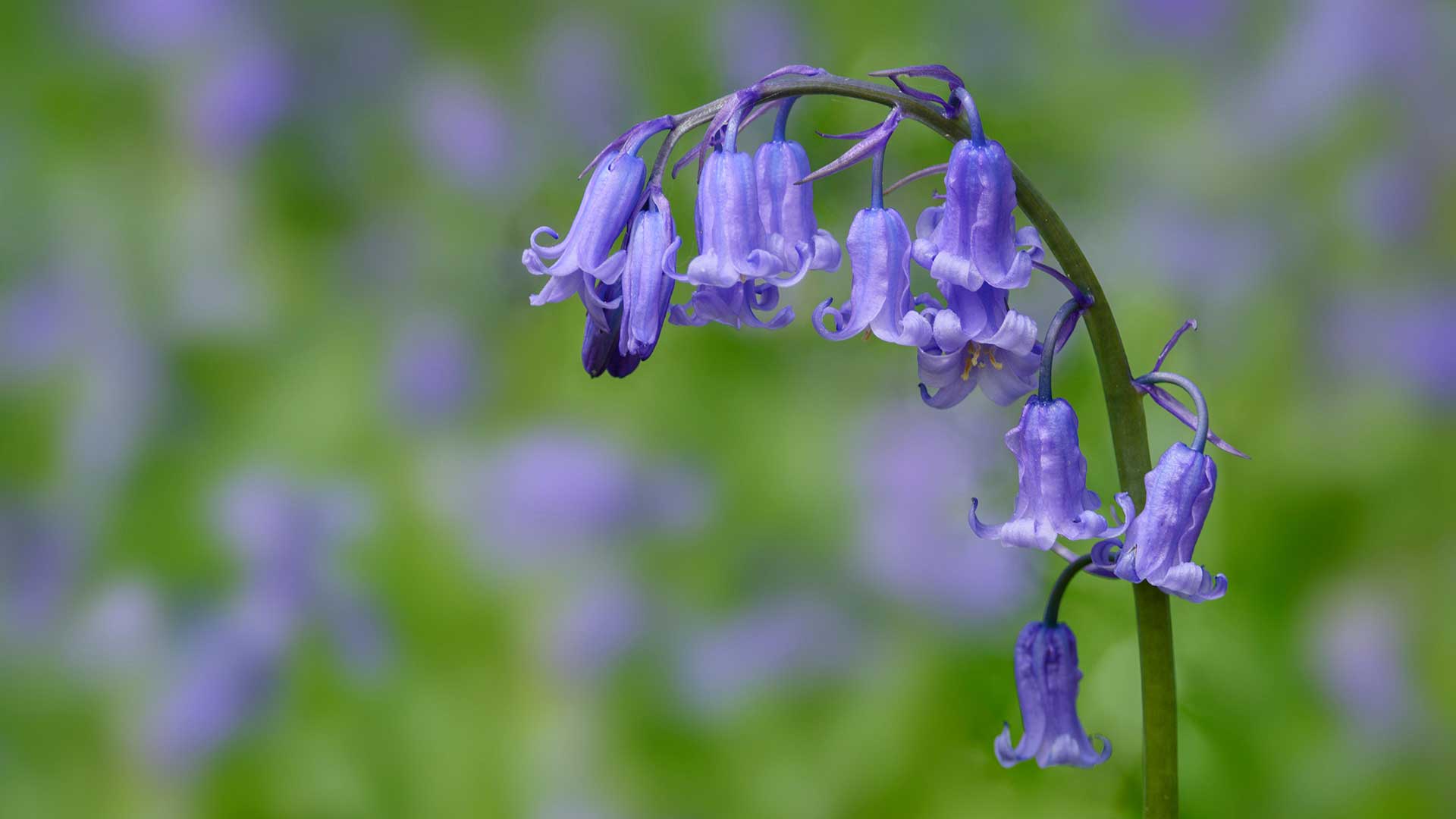 English bluebell