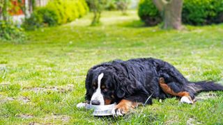 Dog guarding food bowl