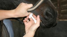 KOB-Worming_173544001_250409272.jpg
