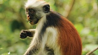 A Zanzibar red colobus shows off its iconic red back.
