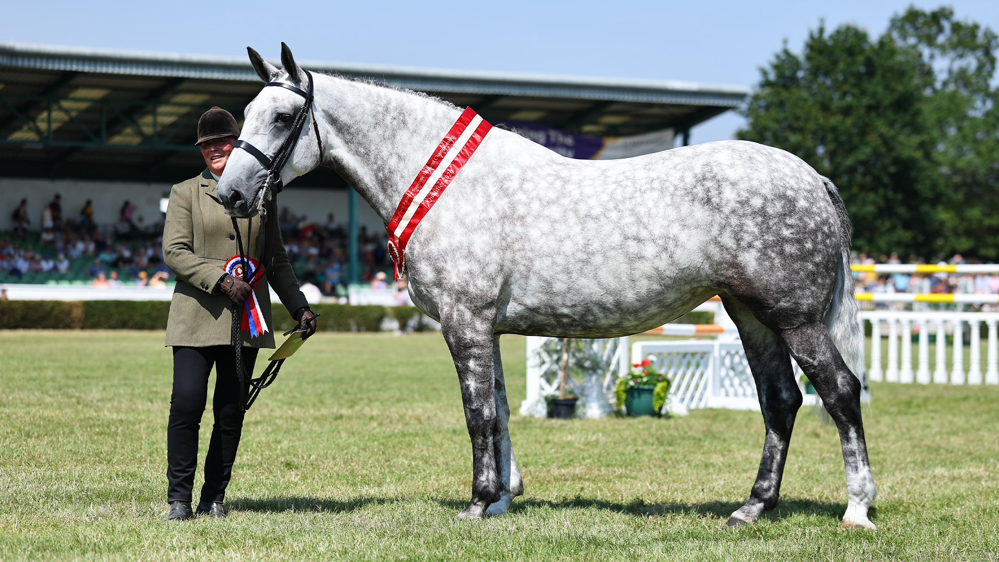 Irish Draught mare Appleton Aristocratic Lady is sashed supreme in-hand at the Great Yorkshire Show handled by breeder Jane Strickland