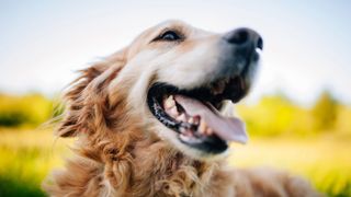 Happy golden retriever outside