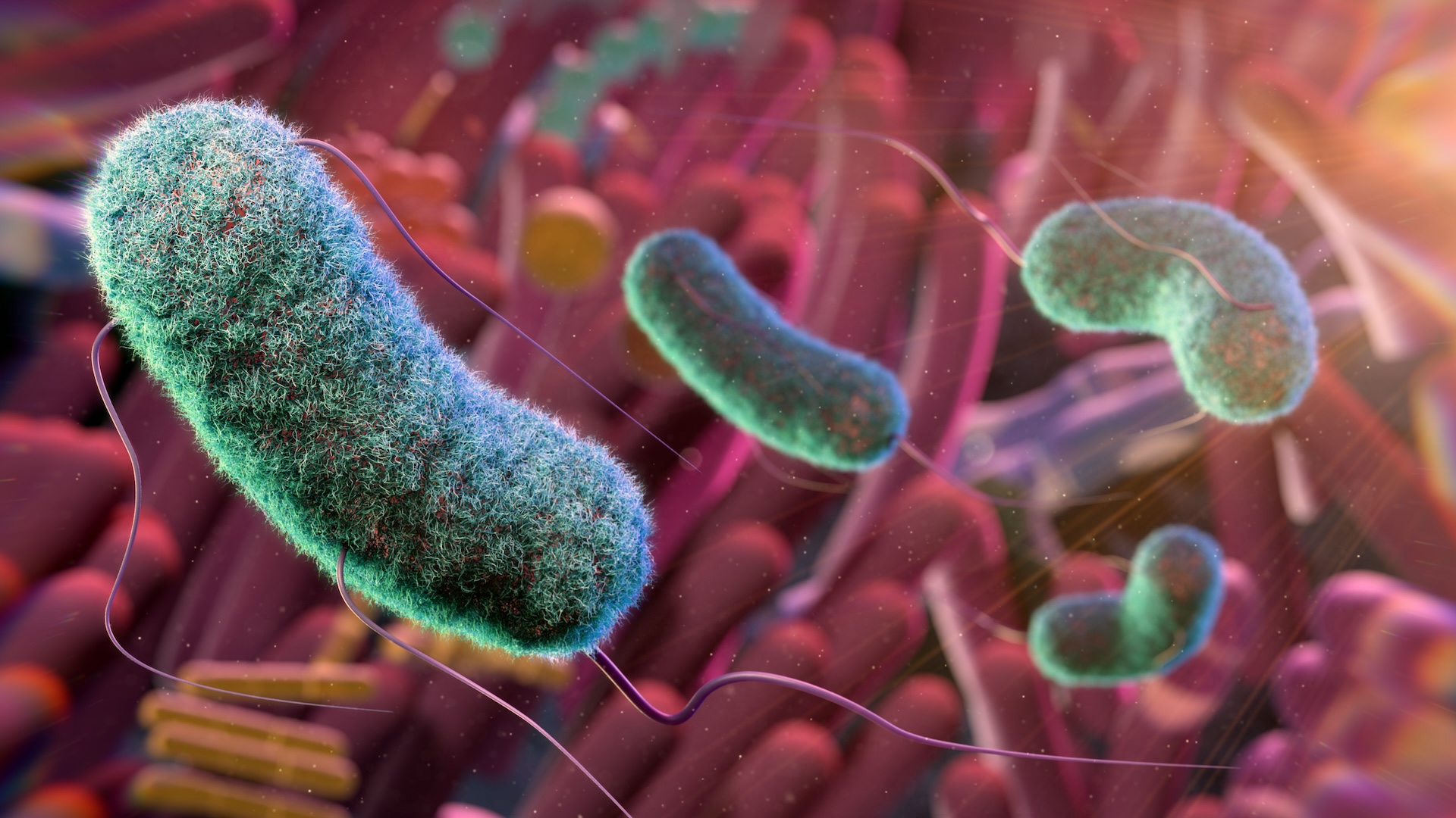 An illustration of bacteria in the intestine