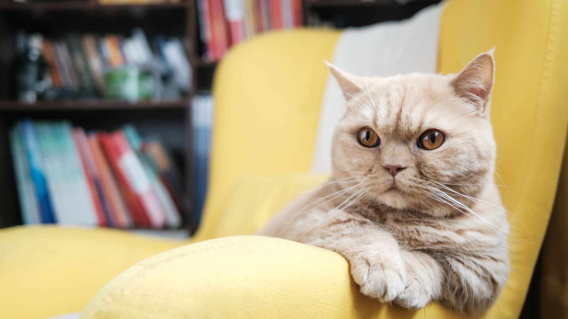 Munchkin cat leaning over the side of a yellow armchair
