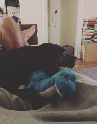 dog snuggling dinosaur