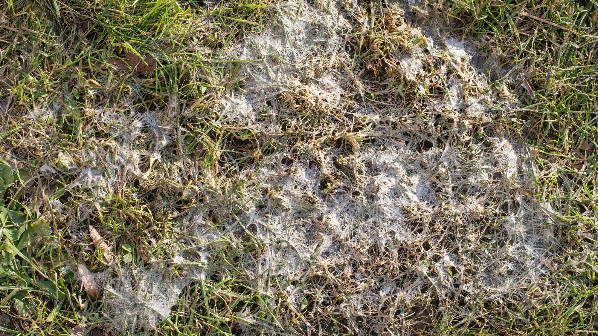 Snow mold on lawn
