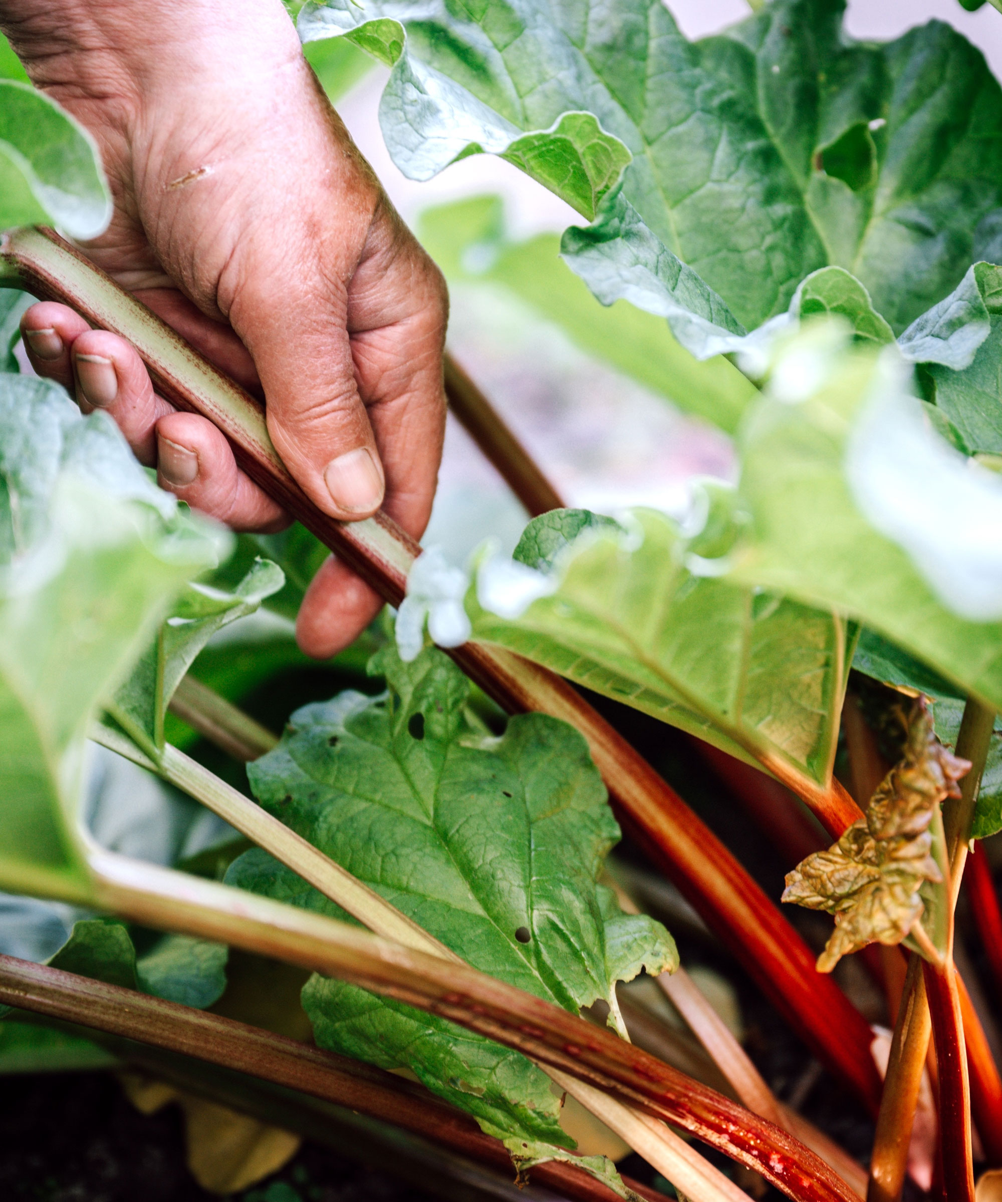 rhubarb stalks being pulled at harvest
