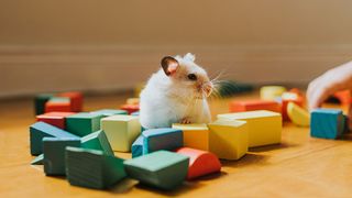 White and brown hamster surrounded by colorful toys