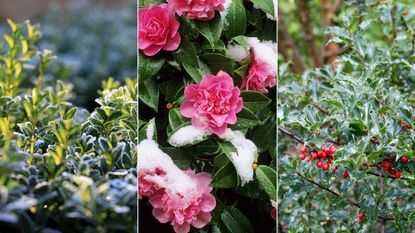 winter plants for privacy